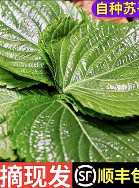 顺丰包邮新鲜苏子叶农家菜韩国烤肉叶东北苏子叶绿色蔬菜绿苏菜叶