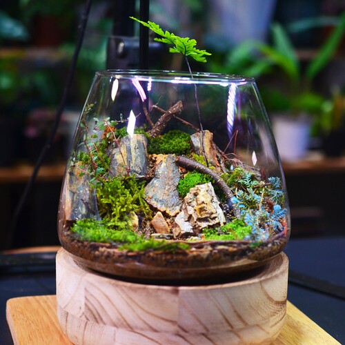 微景观苔藓盆栽绿绿植摆件
