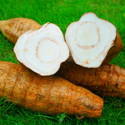 葛根现挖新鲜粉葛根无渣生葛广西特产梧州藤县和平粉葛葛薯3斤