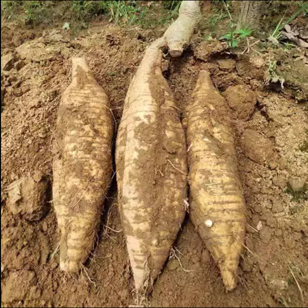 粉葛新鲜煲汤佳品广西特产梧州藤县和平粉葛葛薯无渣3斤包邮