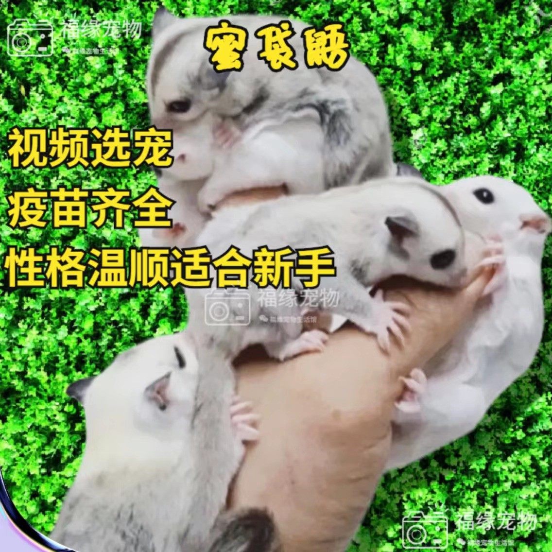 白色蜜袋鼠澳洲蜜袋鼯白脸蜜袋鼯活体宠物小飞鼠幼崽蜜袋鼬蜜袋鼠