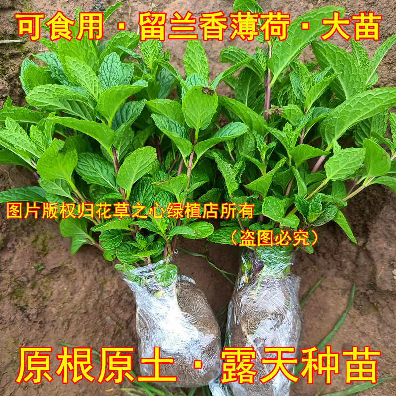 食用留兰香薄荷苗盆栽绿植驱蚊植水培绿植