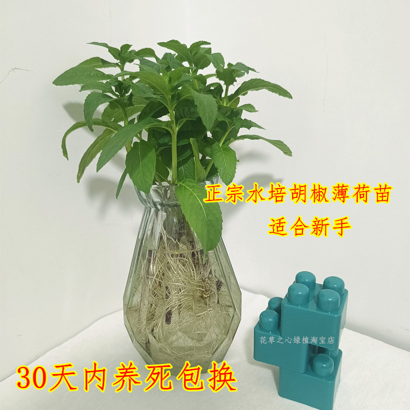 水培薄荷盆栽胡椒薄荷生态瓶微景水培绿植