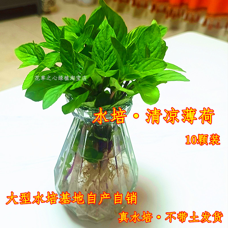 水培清凉薄荷室内驱蚊去口气食用