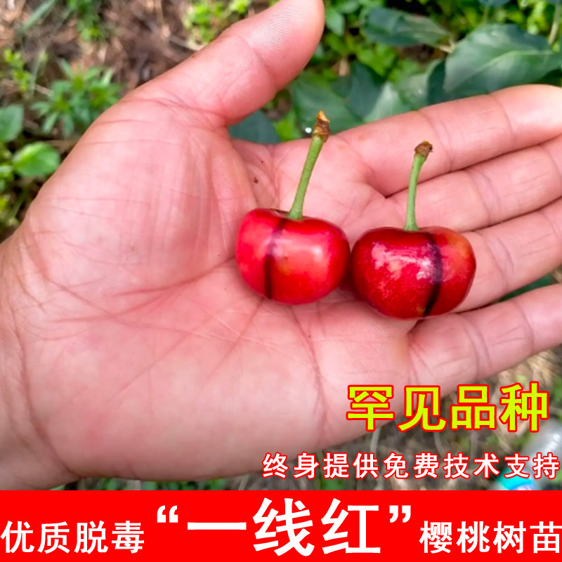 一线红樱桃树苗新品种罕见甜樱桃苗盆栽地栽南方北方种植当年结果