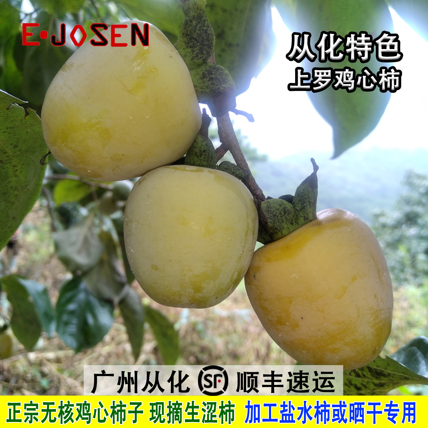 从化鸡心涩柿新鲜脆柿浸盐水专用
