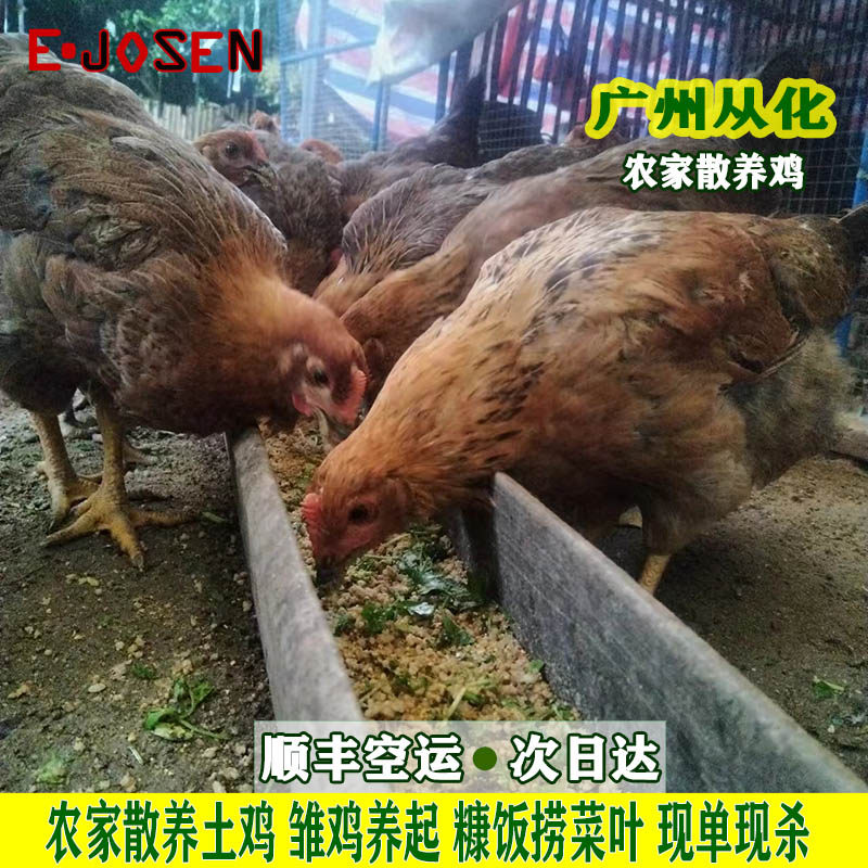 顺丰速运】从化农家散养土鸡走地鸡孕妇月子鸡两广东白切鸡食材