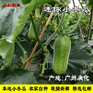 顺丰速运】从化青皮小冬瓜新鲜蔬菜当季农家自种产地直销现摘现出