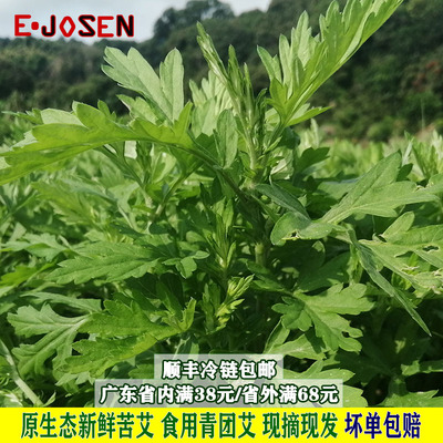 E-JOSEN新鲜艾草原生态食用苦艾