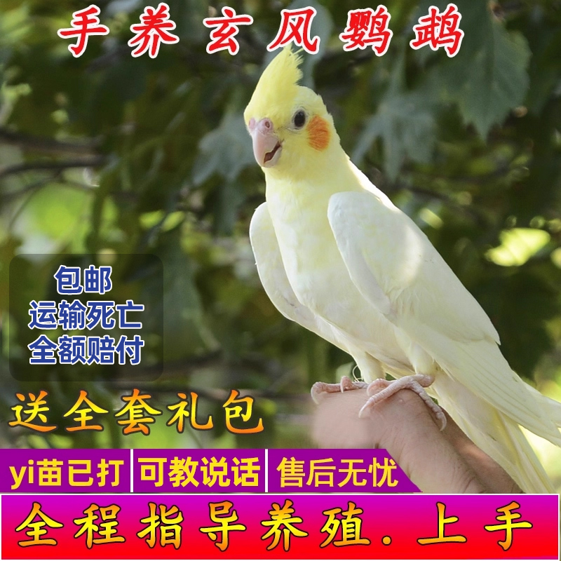 玄凤鹦鹉活体会学说话手养宠物黄化玄凤一对可繁殖鸟活物鹦鹉活鸟