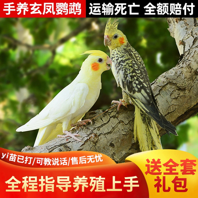 玄风鹦鹉活体会说话宠物可繁殖