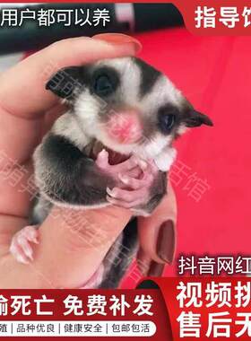 滑翔宠物幼崽宝宝蜜袋鼬蜜袋