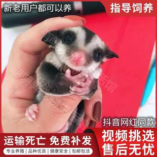 网红蜜袋鼯能滑翔宠物小飞鼠蜜袋鼠幼崽宝宝蜜袋鼬西藏新疆不派件