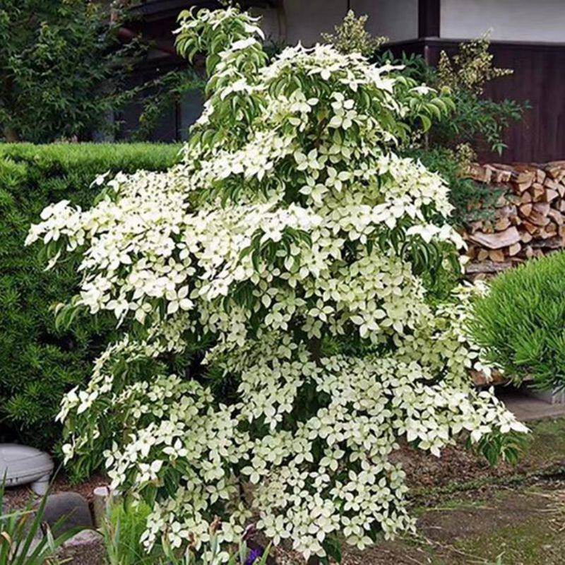 多花梾木大花四照花盆栽树苗苗虹越花园进口乔木耐寒庭院树苗