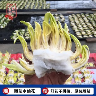 （单瓣花王雕刻已矮化养护）水仙花种球已雕刻好冬季盆栽水培花卉