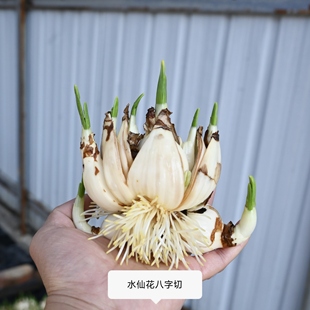 漳州水仙花种球盆栽八字切爆花带香味懒人水培春节年宵花单瓣复瓣