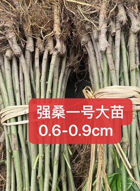 正宗海宁嫁接桑树苗强桑一号