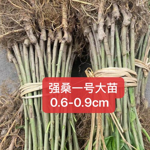 正宗海宁嫁接桑树苗强桑一号