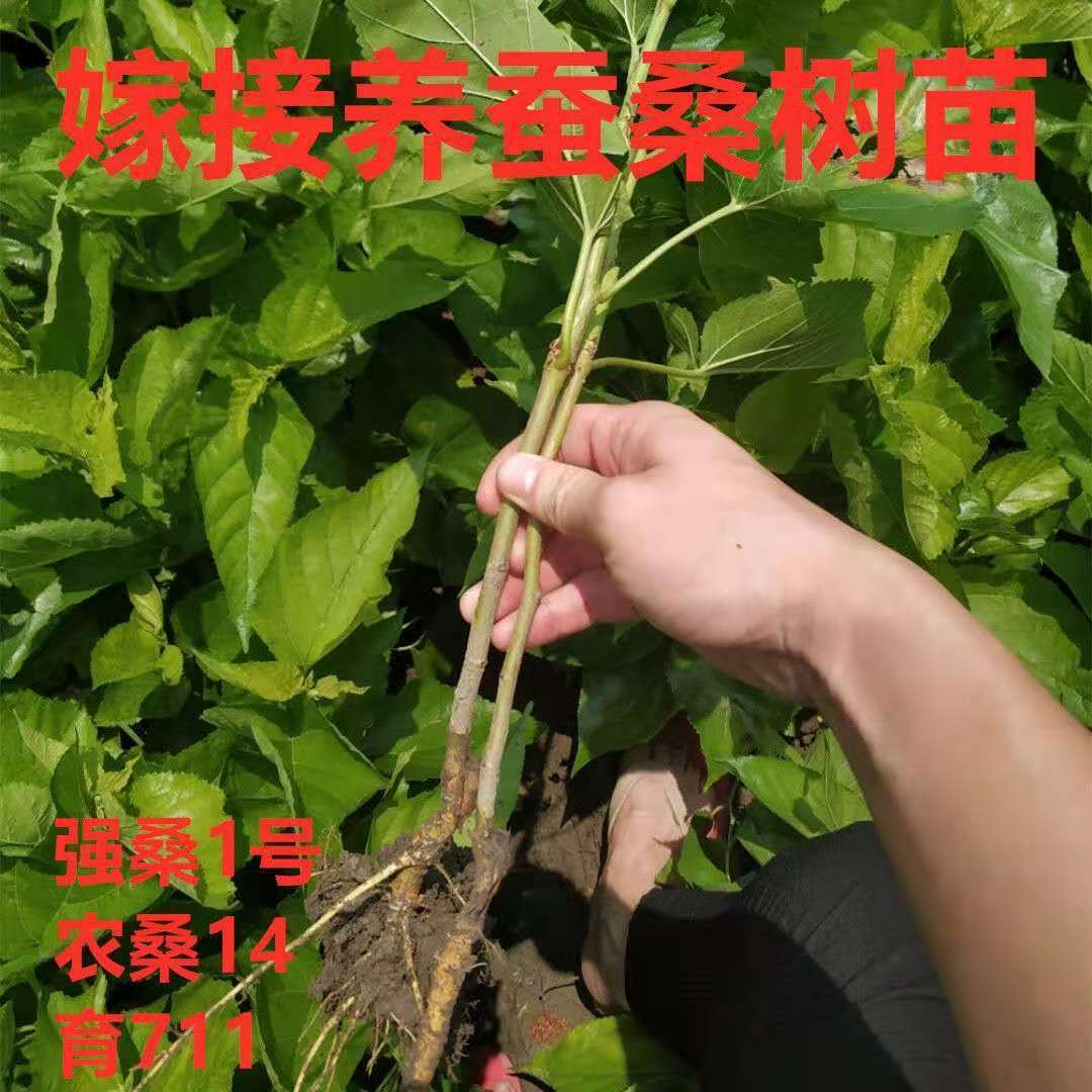 强桑1号养蚕大叶桑正宗海宁嫁接桑苗蚕桑苗蛋白桑桑葚苗桑树苗
