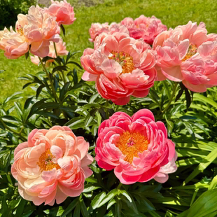 重瓣芍药花苗带芽根块盆栽地栽庭院阳台耐寒易活当年开花芍药种苗