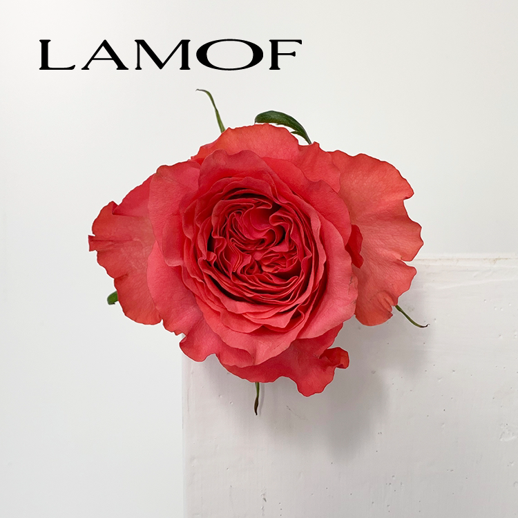 进口花园玫瑰 梅拉斯 蜜桃欧哈拉卡布奇诺 海洋之歌特殊品种鲜花