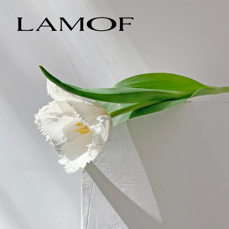 郁金香优雅花型春季花材