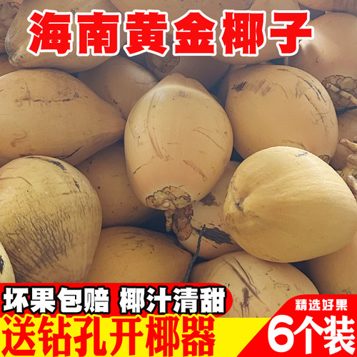 6个装海南黄金椰子新鲜带皮椰青