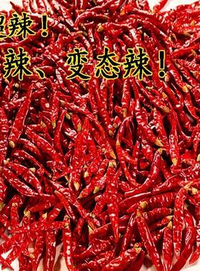 干辣椒魔鬼椒巨辣超辣特