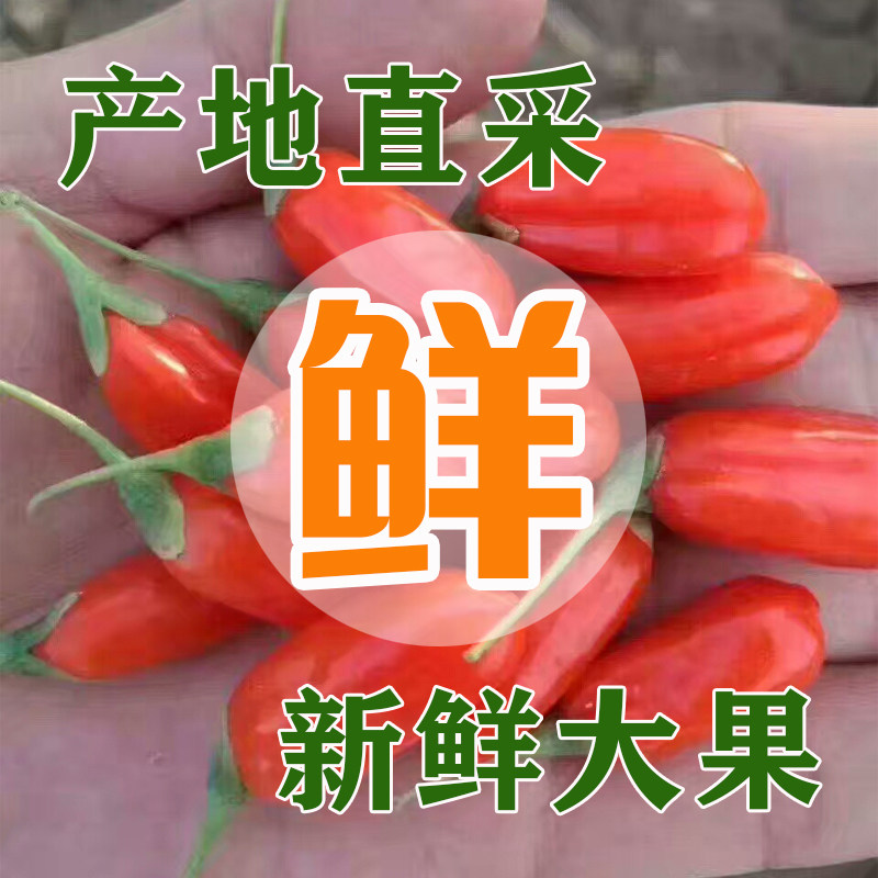 头茬新鲜枸杞子鲜果宁夏鲜枸杞水果现摘鲜果枸杞大红苟杞顺丰包邮