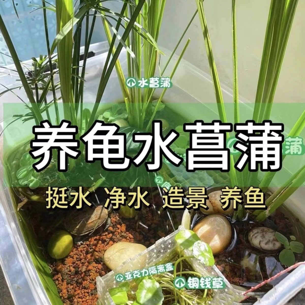 水菖蒲养龟水培泥菖蒲鱼缸龟缸景水培绿植