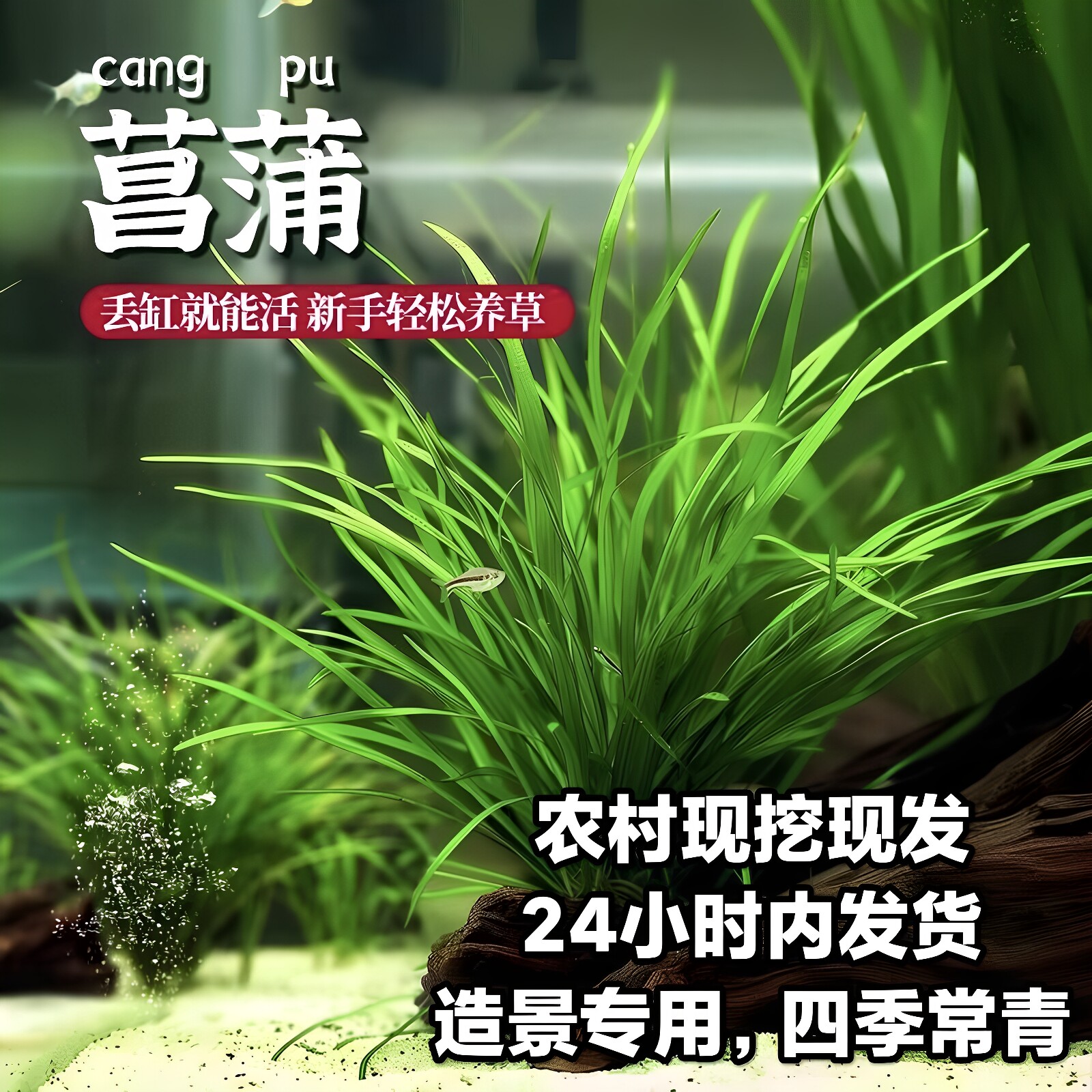 鱼缸造景水草植物菖蒲好养易活净水培绿植