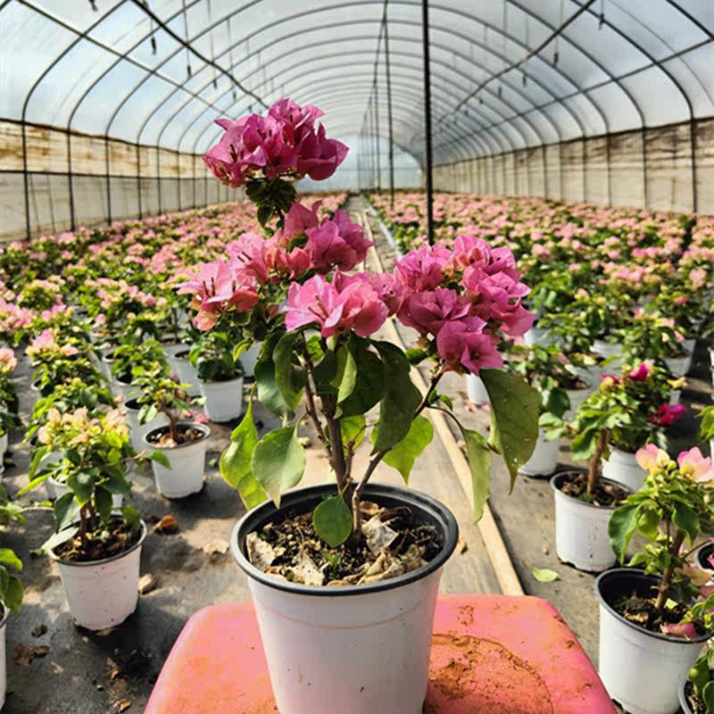 粉红佳人三角梅盆栽 勤花红粉佳人庭院阳台爬藤花卉绿植四季开花