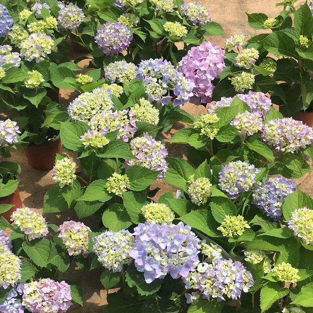 无尽夏绣球变色八仙花室内外庭院阳台盆栽花卉绿植物重瓣带花发货