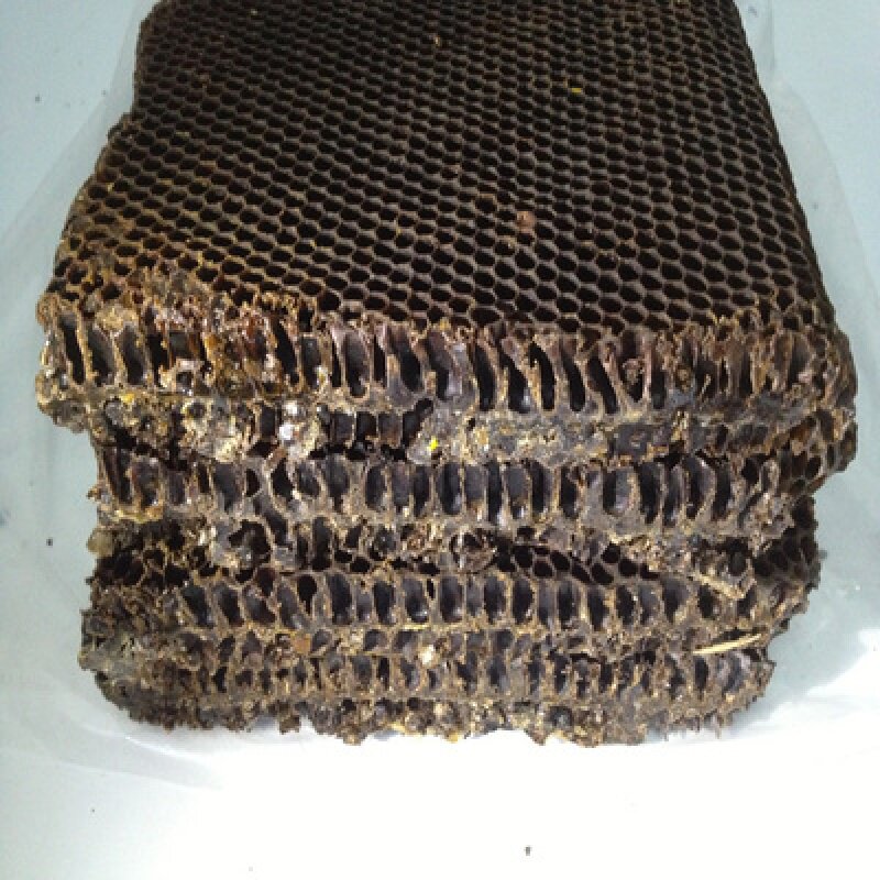 老巢脾诱蜂专用脾 蜂窝 意蜂老蜂巢新群专用脾 不带框一张5年老脾