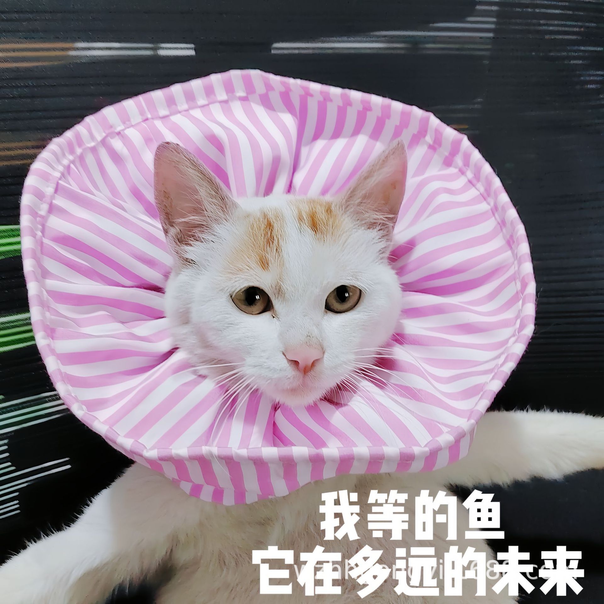 伊丽莎白圈软猫咪头套罩
