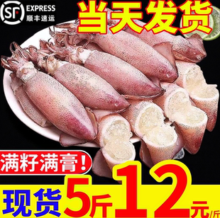 海兔子满籽鲜活笔管鱼海鲜鲜活全籽籽乌冷冻墨鱼仔乌贼小鱿鱼水产