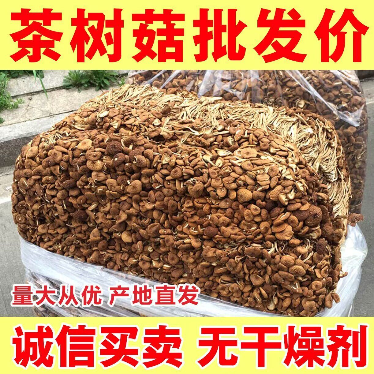 新货精品不开伞茶树菇无干燥剂净重农家干茶树菇干货菌菇包邮