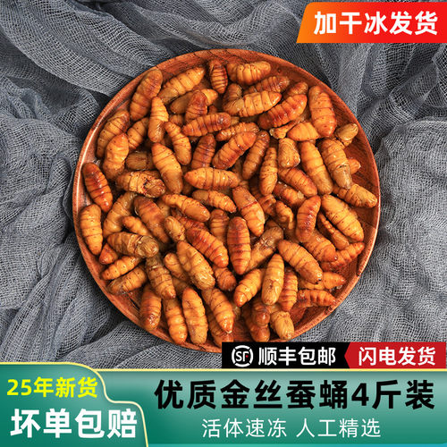 冷冻新鲜金丝蚕蛹