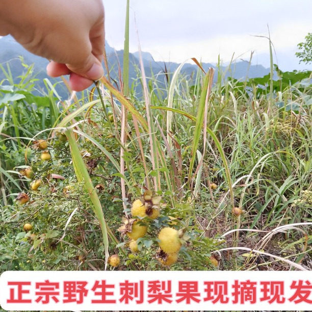 野生鲜果刺梨深山新鲜野生刺梨鲜果贵州特产刺梨维c之王现摘现发