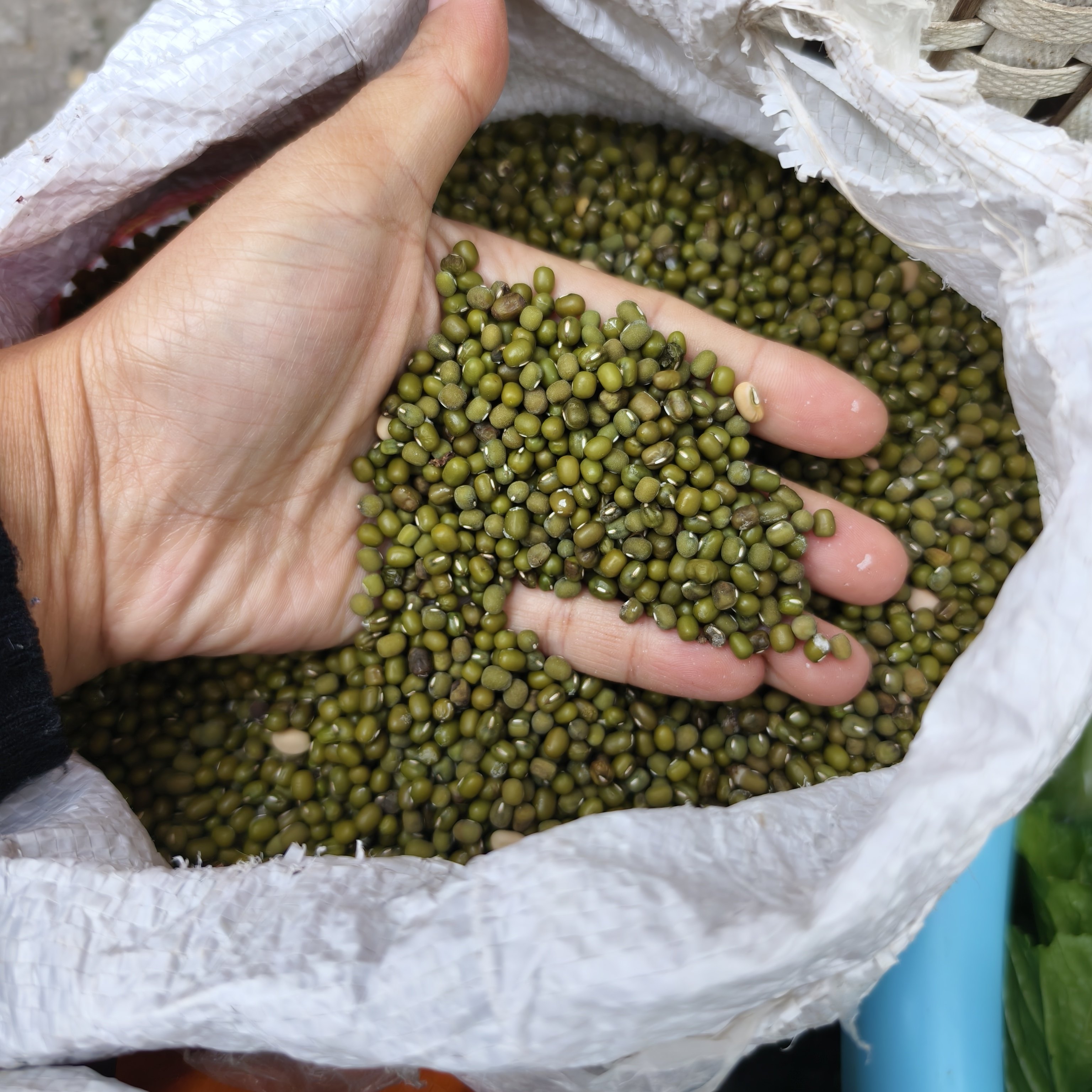 贵州农家自种老品种绿豆云绿豆汤绿豆饼原料绿豆粥初级农产品绿豆