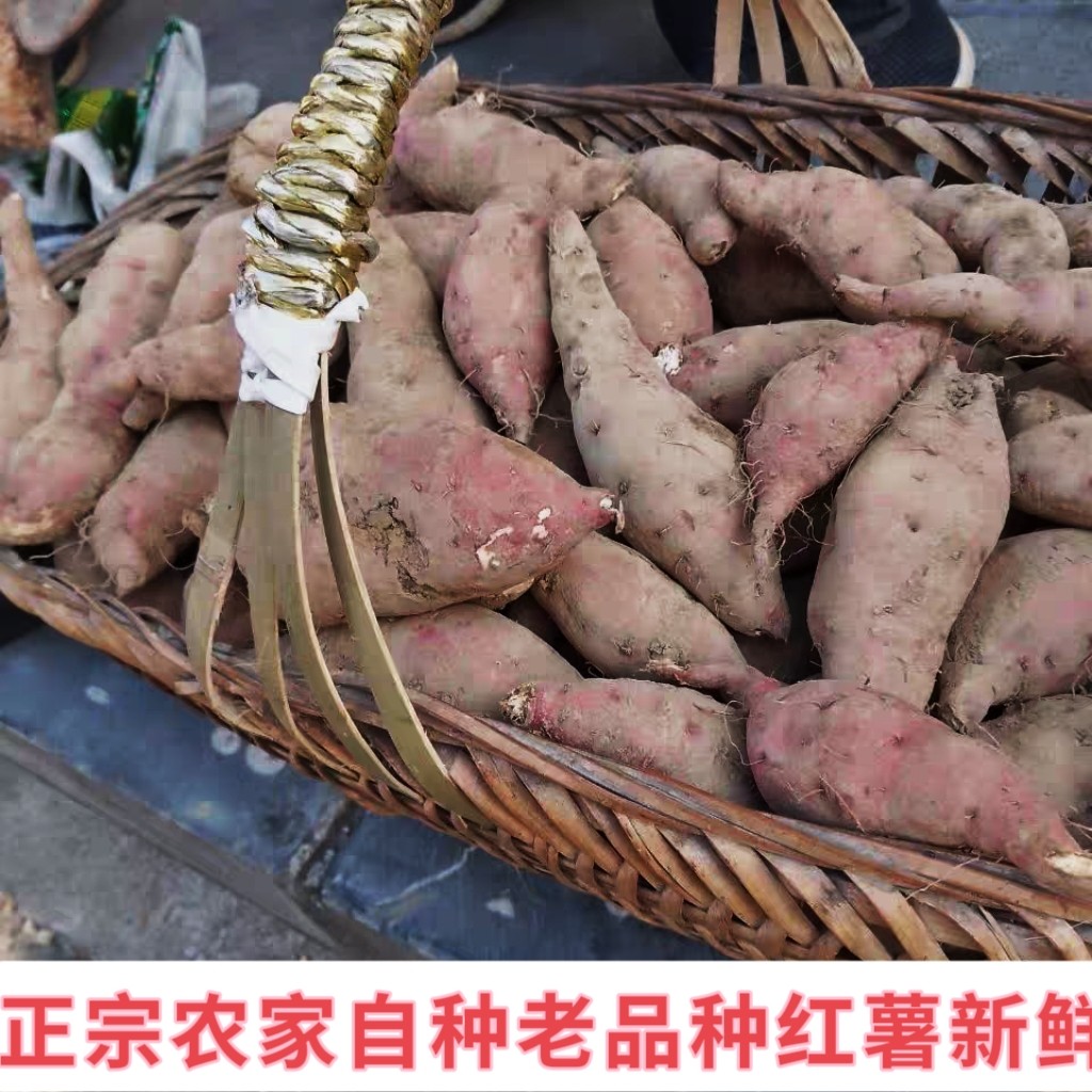 农家自种红薯新鲜番薯现挖沙地地番薯