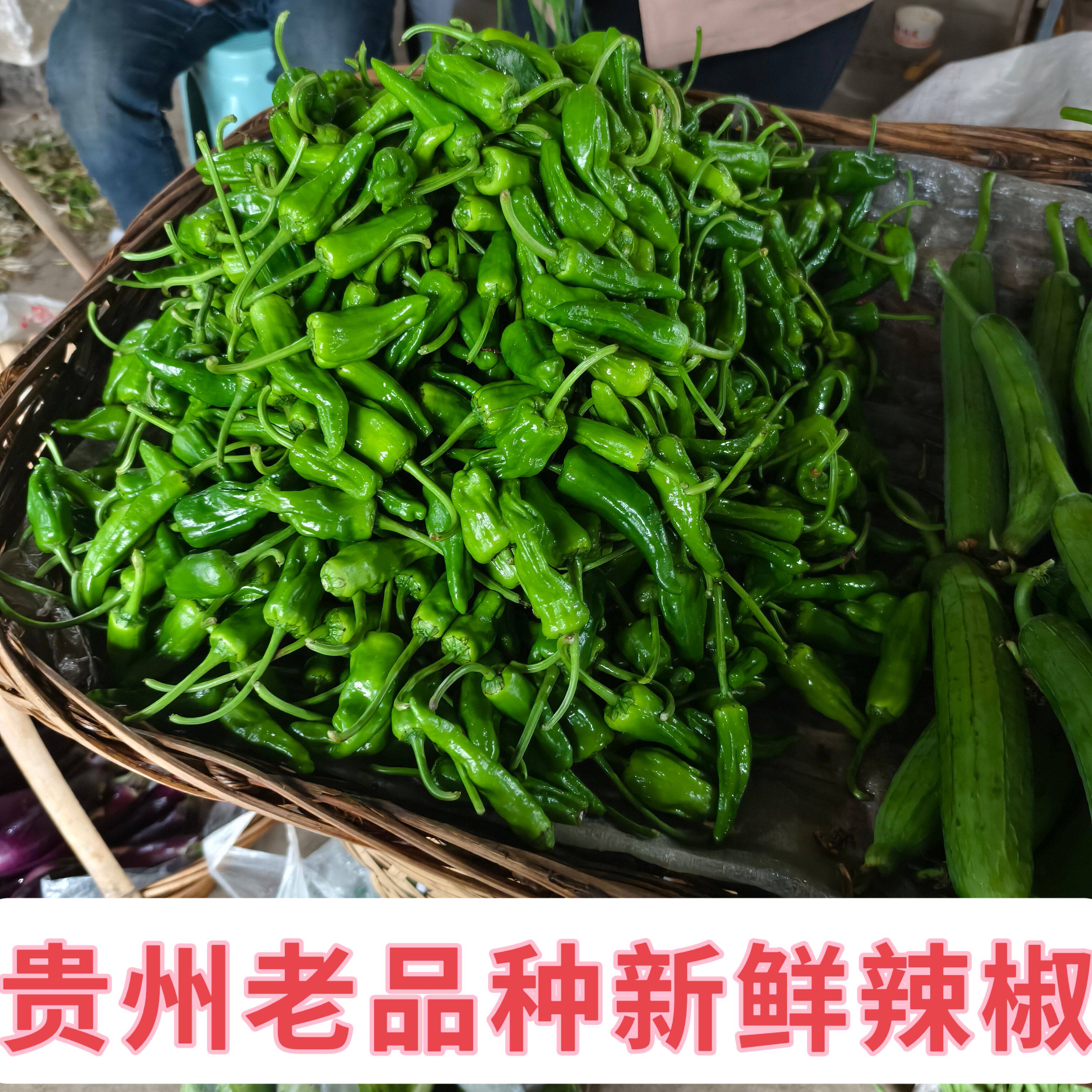 贵州本地辣椒农家自种露天辣椒青椒薄皮椒当季蔬菜中辣
