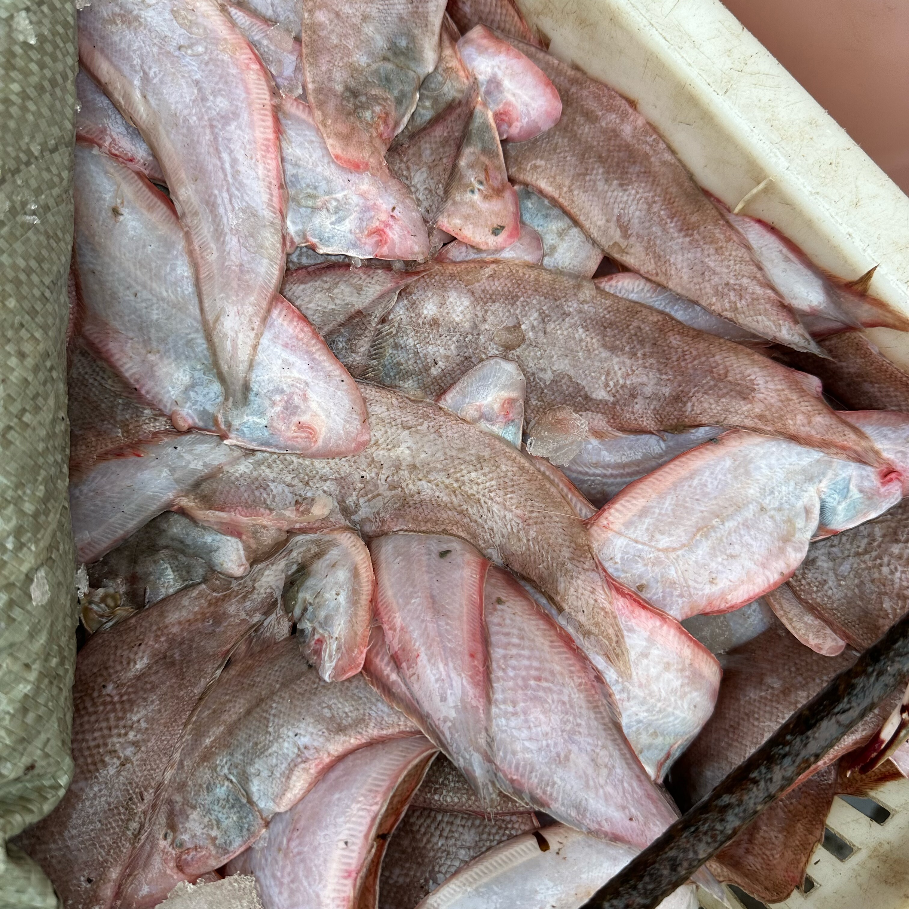 大小龙利鱼大号龙利鱼 一斤 3-4 条 小号一斤 13 条左右