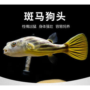 狗头观赏鱼活体淡水河豚肉食性皇冠宠物精品斑马毛毛热带凶猛