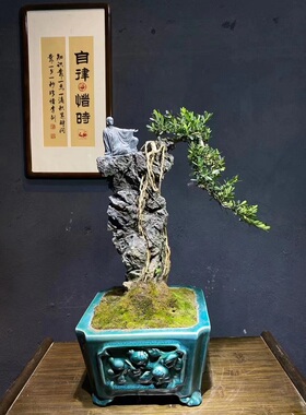 黄杨木活盆景根抱石一叶知秋意小弥勒和尚境石雕盆景高端艺术摆件