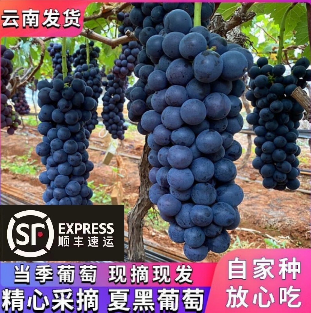 云南夏黑葡萄无籽黑提新鲜当季南方精品高端水果超甜孕妇整箱现货