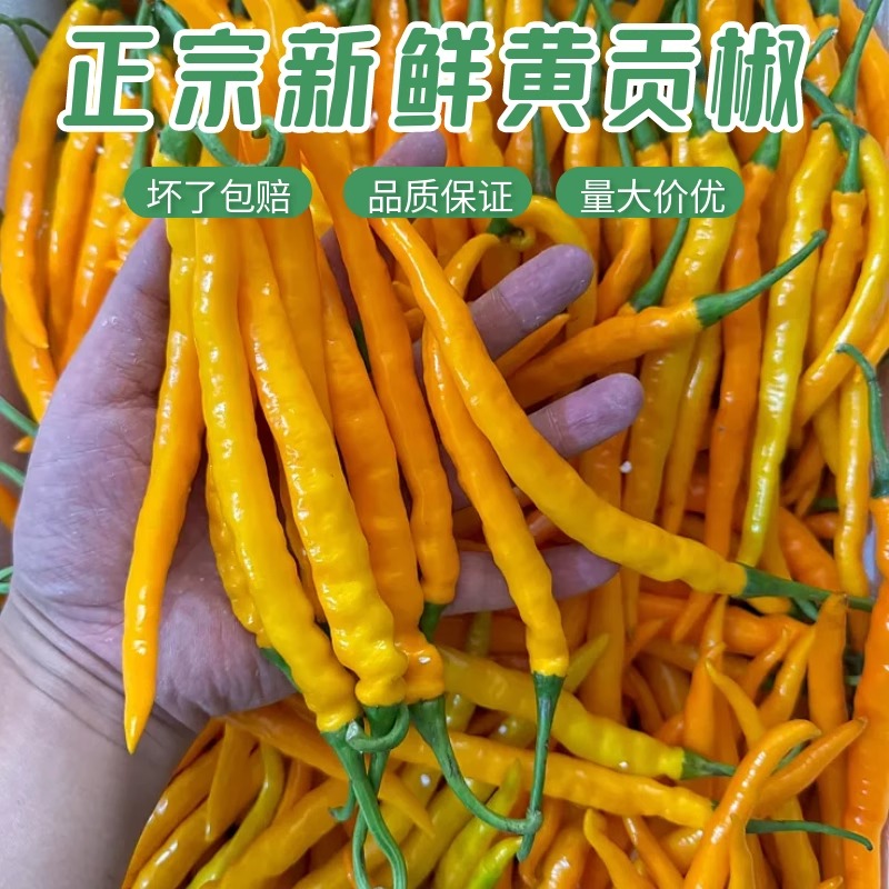 正宗三樟黄贡椒新鲜辣椒原产地直供现摘现发餐饮饭店包邮新鲜