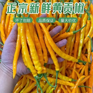 正宗三樟黄贡椒新鲜辣椒原产地直供现摘现发餐饮饭店包邮新鲜
