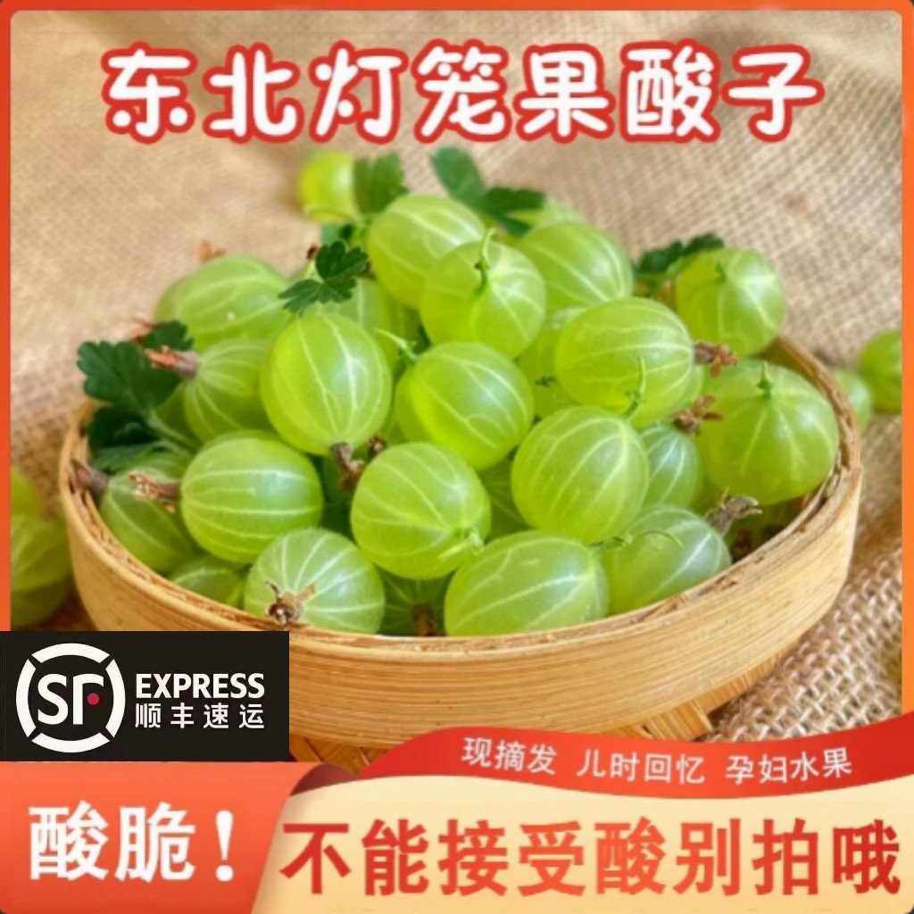 【新鲜】灯笼果鲜果酸子东北新鲜水果醋栗鹅梅野生浆果绿刺果酸子
