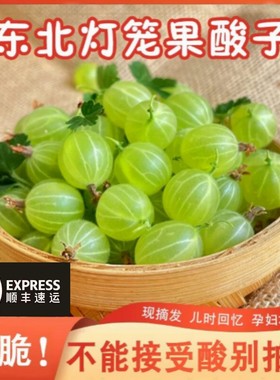 【新鲜】灯笼果鲜果酸子东北新鲜水果醋栗鹅梅野生浆果绿刺果酸子